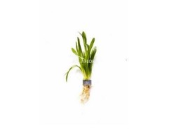 Sagittaria subulata 'Teres' - Bouquet - Bouquets lestés - Comptoir du Poisson exotique