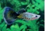 Guppy mâle cobra bleu
