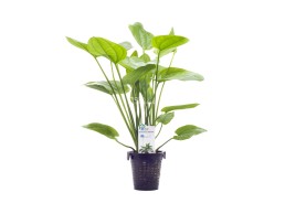 Echinodorus sp. 'Radicans'...
