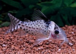 Corydoras punctatus