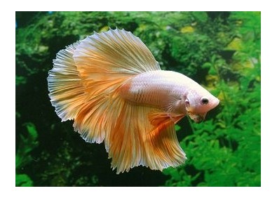 Betta halfmoon select mâle jaune gold