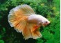 Betta halfmoon select mâle jaune gold