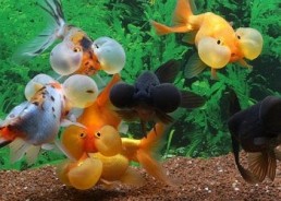 Bubble eyes assortis