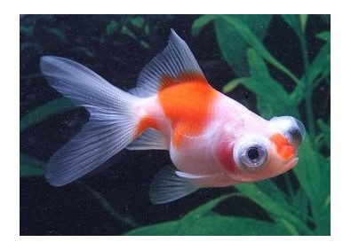 Téléscope rouge et blanc