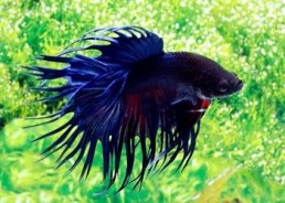 Betta crowntail mâle bleu