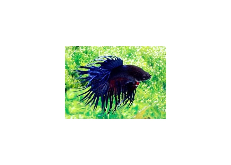Betta crowntail mâle bleu