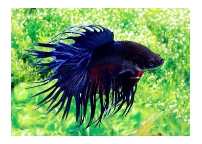 Betta crowntail mâle bleu