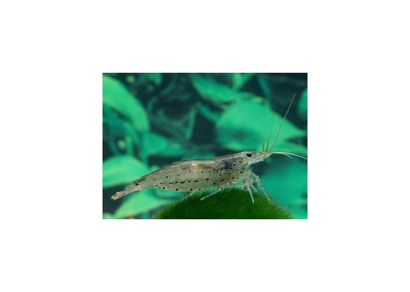 Crevette amano (elevage)