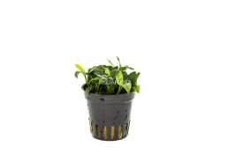 Anubias barteri var. nana...