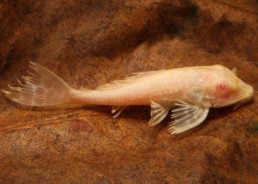 Pleco gibbiceps albinos