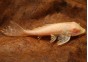 Pleco gibbiceps albinos