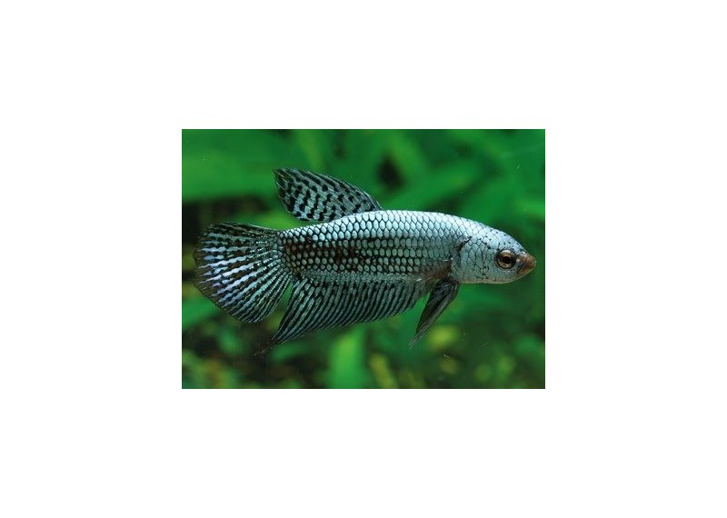 Betta femelle hybrid alien vert