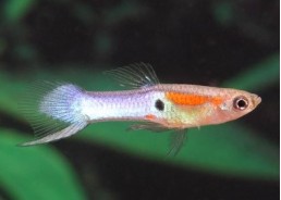 Guppy mâle endler platinium...