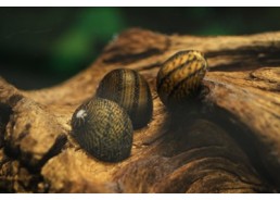 Neritina tatoué