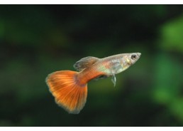 Guppy mâle red chili
