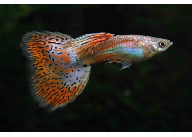 Guppy mâle mâle select red grass