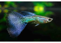 Guppy mâle mâle select blue...