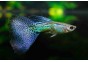 Guppy mâle mâle select blue grass