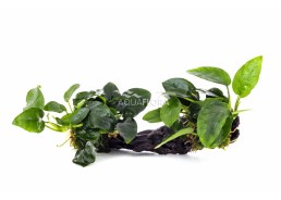 Anubias Racine déco M...