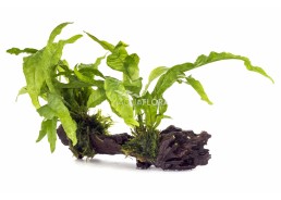 Microsorum Racine déco M...