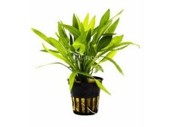 Helanthium bolivianum...