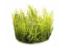 Amblystegium serpens - In...