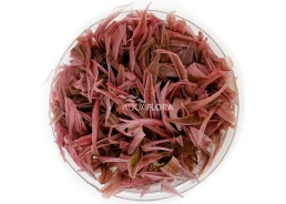 Cryptocoryne 'Flamingo' -...