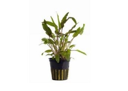 Cryptocoryne wendtii...