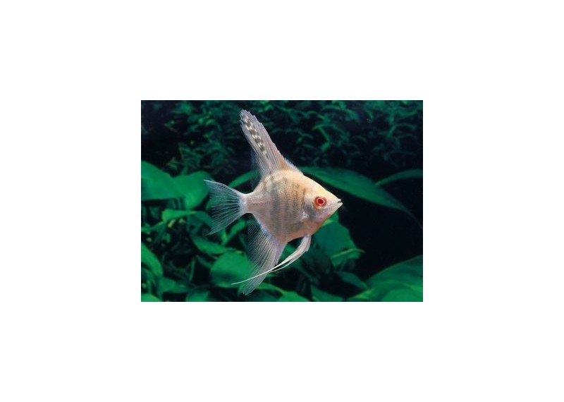 Scalaire albinos