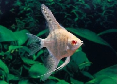 Scalaire albinos