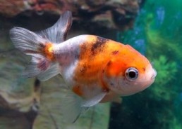 Ranchu calico