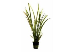 Vallisneria sp. 'Rubra' -...