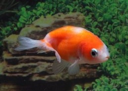 Ranchu rouge et blanc