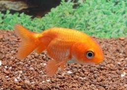 Ranchu rouge