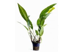 Anubias lanceolata - Pot 5,5cm