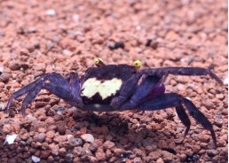 Crabe vampire yellow purple