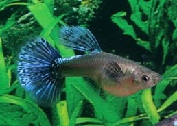 Guppy femelle select...
