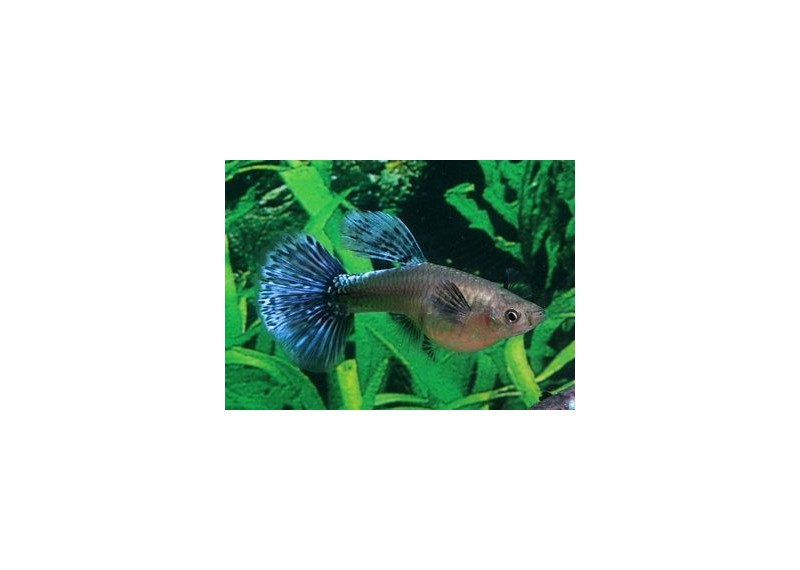 Guppy femelle select éléphant blue tig