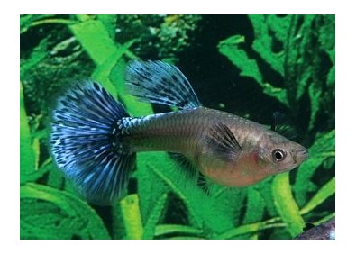 Guppy femelle select éléphant blue tig