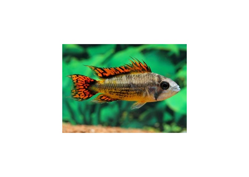 Apisto cacatuoides double rouge (mâle)