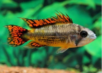 Apisto cacatuoides double rouge (mâle)