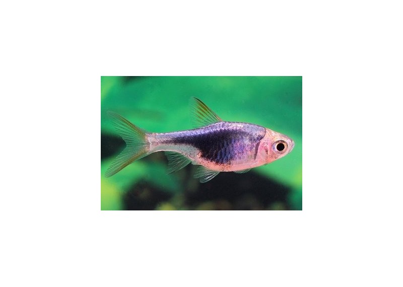 Rasbora arlequin noir