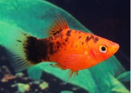 Platy calico rouge