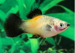 Platy wagtail gold