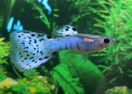 Guppy mâle bleu mosaic