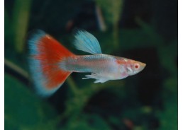 Guppy select red topaz