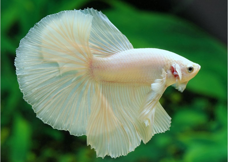 Betta halfmoon select mâle platinium - Comptoir du Poisson exotique