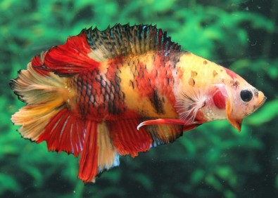 Betta plakat mâle select némo - Comptoir du Poisson exotique