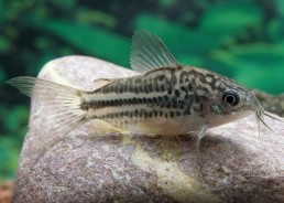 Corydoras elegans - Comptoir du Poisson Exotique