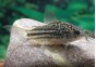 Corydoras elegans - Comptoir du Poisson Exotique